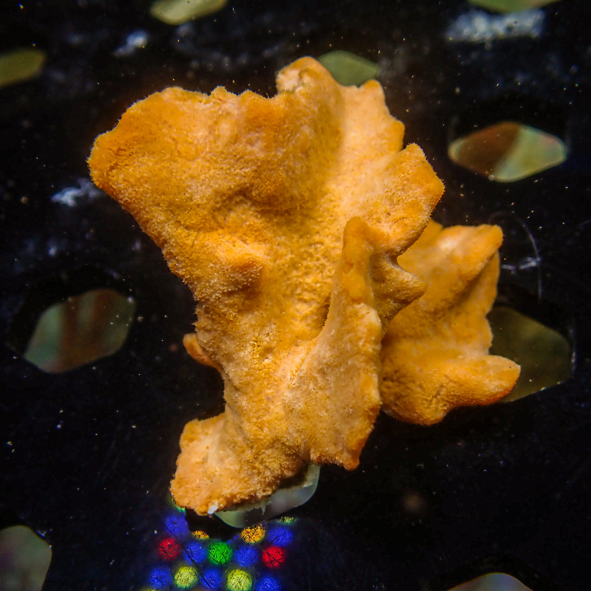 Orange Ruffle Sponge - Corals Anonymous