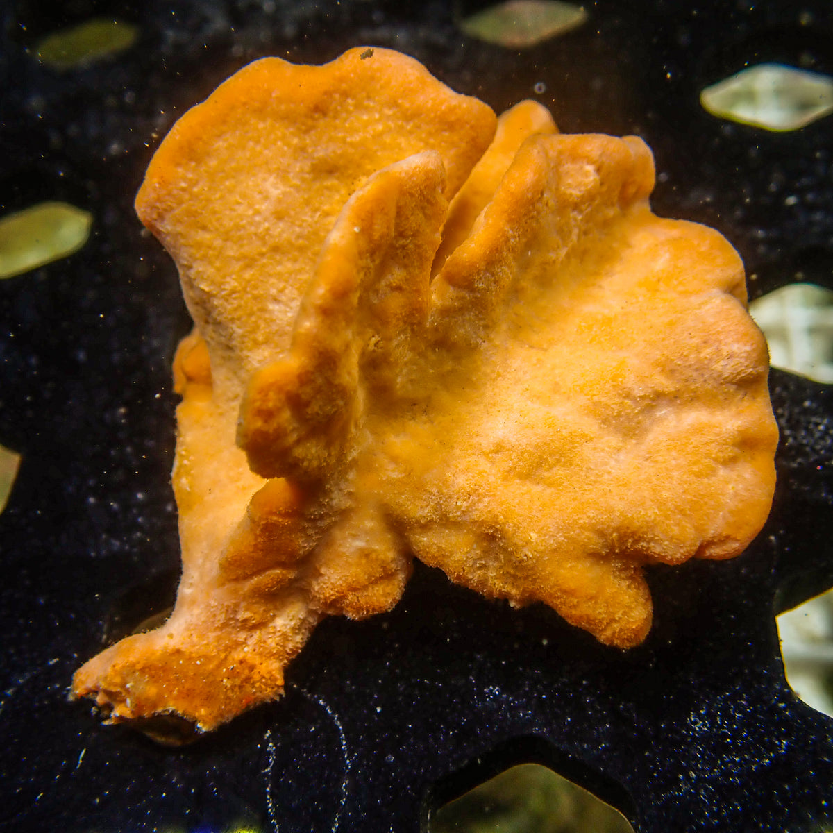 Orange Ruffle Sponge - Corals Anonymous
