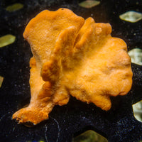Orange Ruffle Sponge