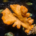 Orange Ruffle Sponge - Corals Anonymous
