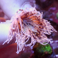 WYSIWYG Sunkist Specter Tube Anemone