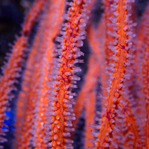 Orange Sea Finger Gorgonian