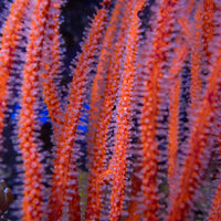 Orange Sea Finger Gorgonian
