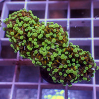 WYSIWYG Mini Gloden Green Cristata Torch Colony (2.5 Polyps)