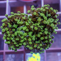 WYSIWYG Mini Gloden Green Cristata Torch Colony (3 Polyps)
