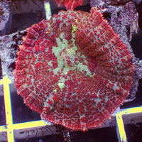 WYSIWYG Large Aussie Bloody Red Rhodactis Mushroom (1-1.5")