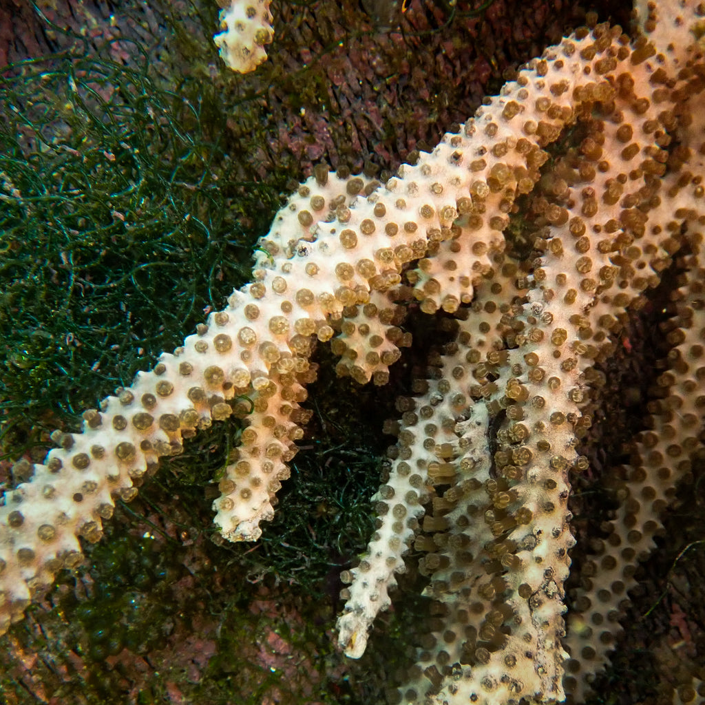 Corky Sea Finger Gorgonian (3-6”) - Corals Anonymous