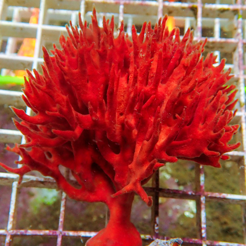 Devil’s Beard Sponge Colony - Corals Anonymous