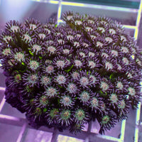 Glitter Bomb Goniopora (0.5-1")
