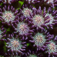 Glitter Bomb Goniopora (0.5-1")
