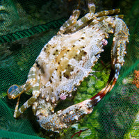 Tropical Swimming Crab (3-5")
