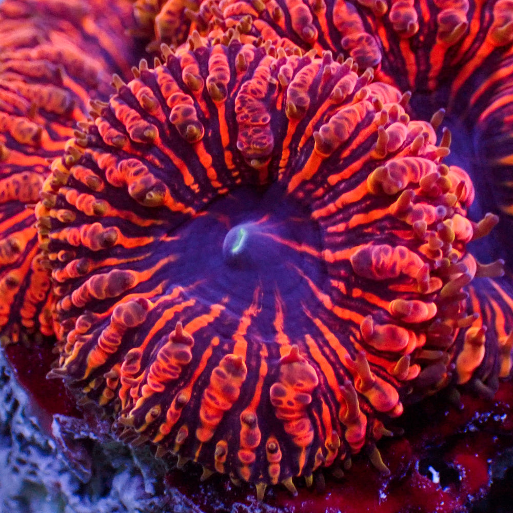 Bloodbath Blastomussa (1 Polyp)