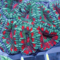 Aussie Teal Red Ring Acans (2-3 Polyps)
