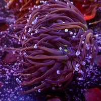 WYSIWYG NY Knicks Torch Colony (3 Polyps)