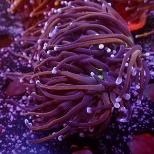 WYSIWYG NY Knicks Torch Colony (3 Polyps)