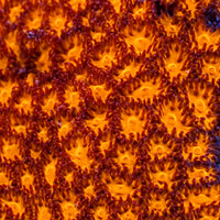 Molten Fire Cyphastrea (0.5-1 Frag)