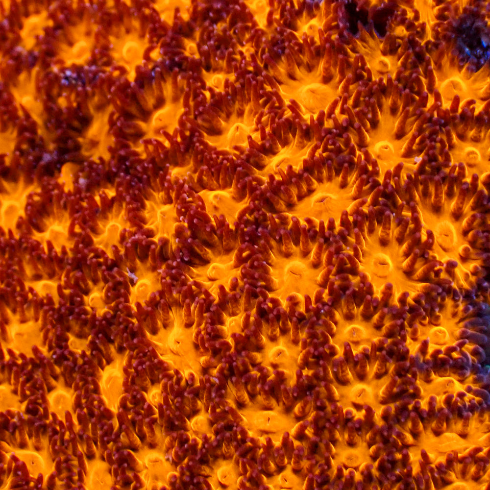 Molten Fire Cyphastrea (0.5-1 Frag)