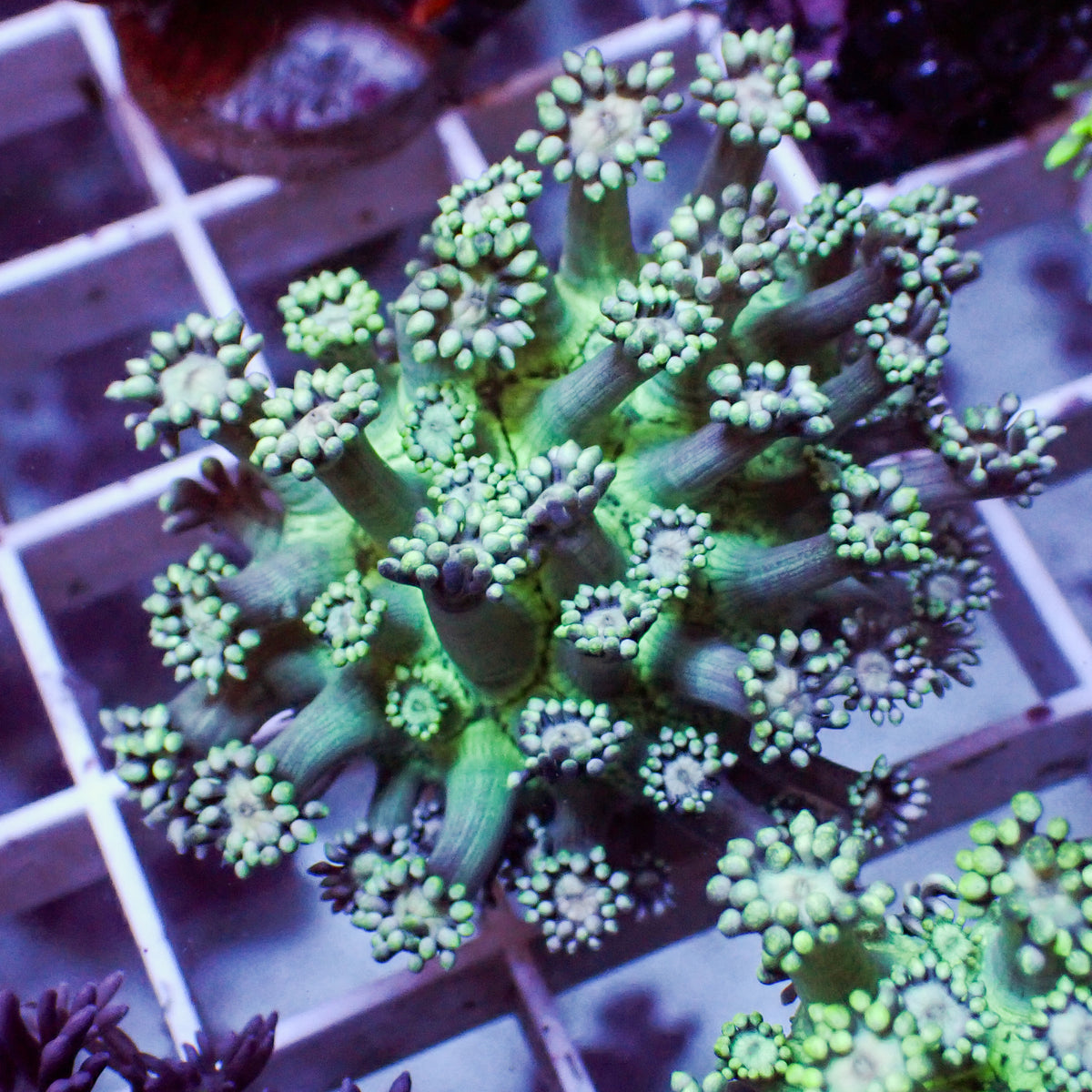 Glowing Mint Goniopora (0.5-1" Frag) - Corals Anonymous