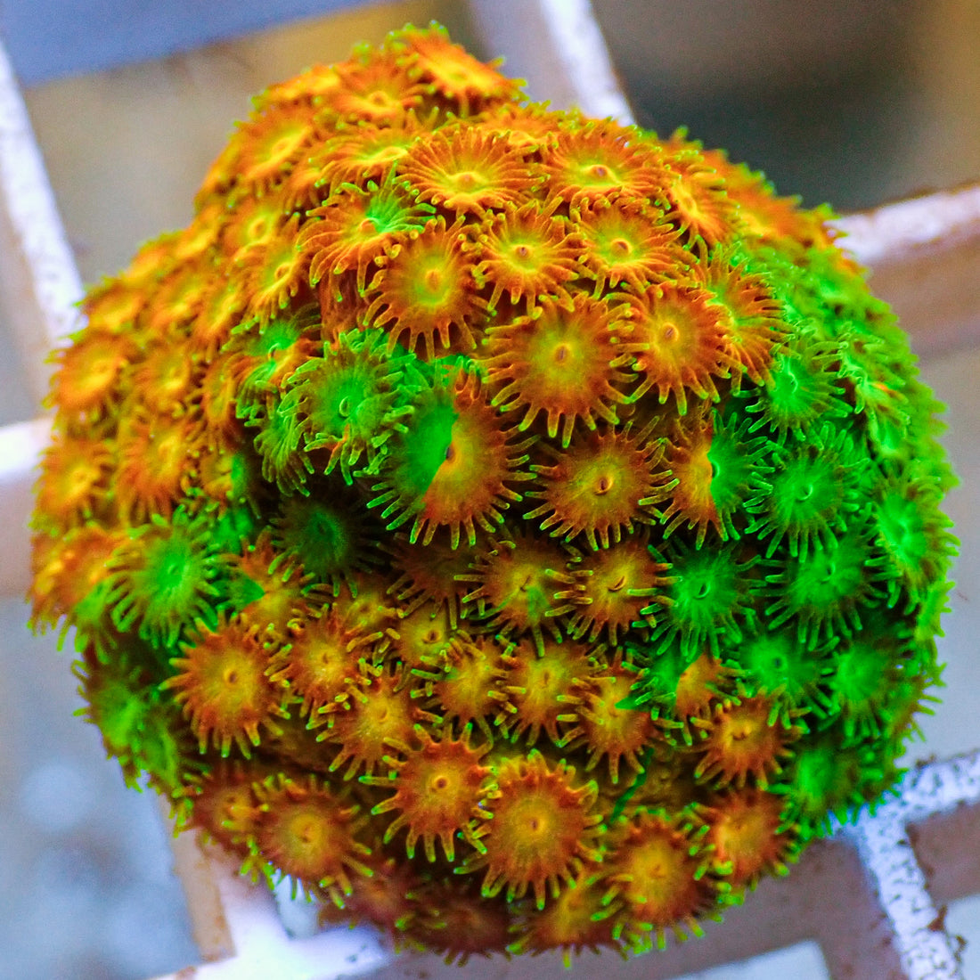 Bleeding Apple Cyphastrea (1" Frag) - Corals Anonymous