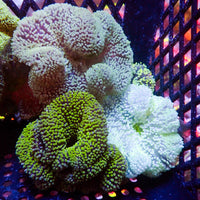 Assorted Multicolor Nano Haddoni Carpet Anemone (1-3”) - Corals Anonymous
