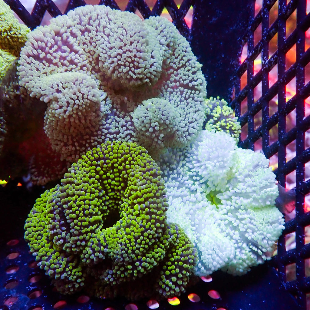 Assorted Multicolor Nano Haddoni Carpet Anemone (1-3”) - Corals Anonymous