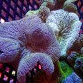 Assorted Multicolor Nano Haddoni Carpet Anemone (1-3”) - Corals Anonymous