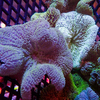 Assorted Multicolor Nano Haddoni Carpet Anemone (1-3”) - Corals Anonymous

