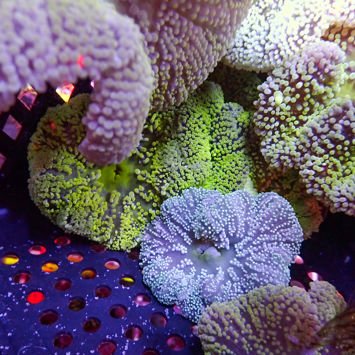 Assorted Multicolor Nano Haddoni Carpet Anemone (1-3”) - Corals Anonymous