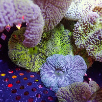 Assorted Multicolor Nano Haddoni Carpet Anemone (1-3”) - Corals Anonymous
