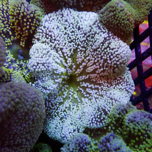 Assorted Multicolor Nano Haddoni Carpet Anemone (1-3”) - Corals Anonymous