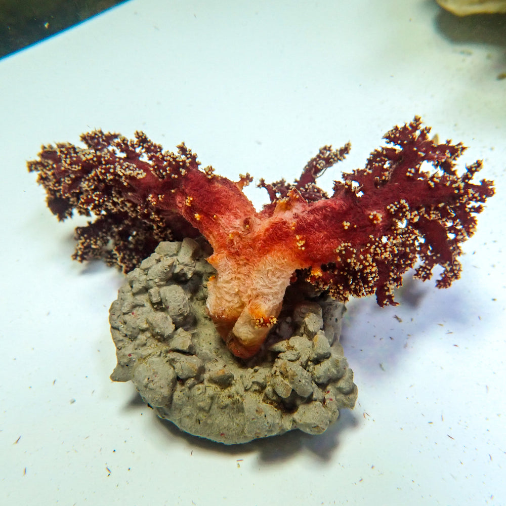 WYSIWYG Sangria Carnation Tree Soft Coral (2-3