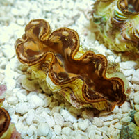 Tridacna Maxima Clam (Aquaculture) - Corals Anonymous