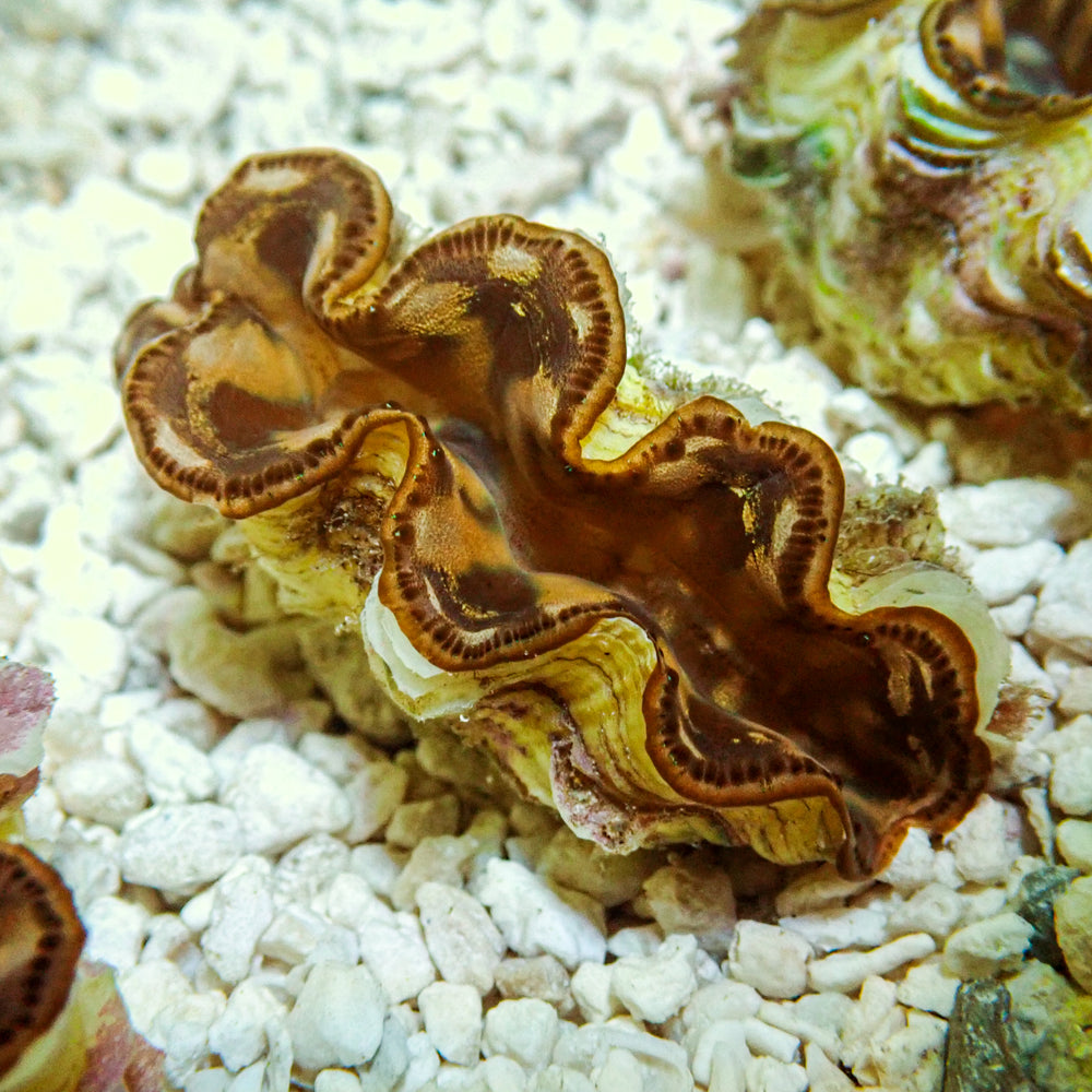 Tridacna Maxima Clam (Aquaculture) - Corals Anonymous