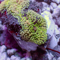 WYSIWYG Green Pink Multicolor Ricordea Mushroom (4 Polyps)
