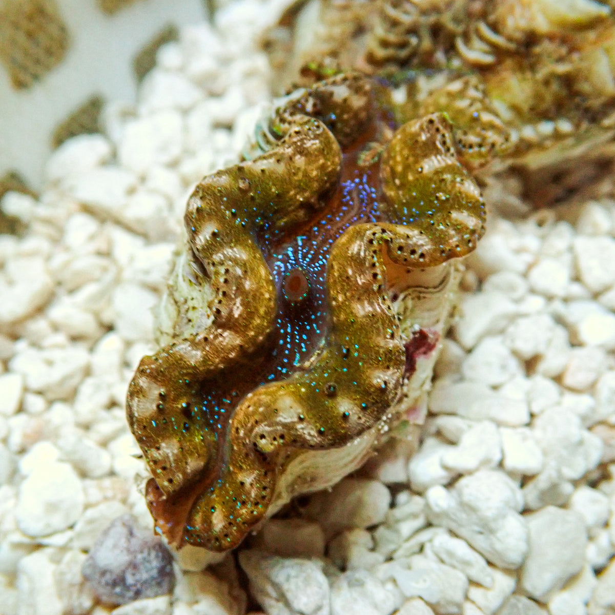 Multicolor Blue Gold Crocea Clam