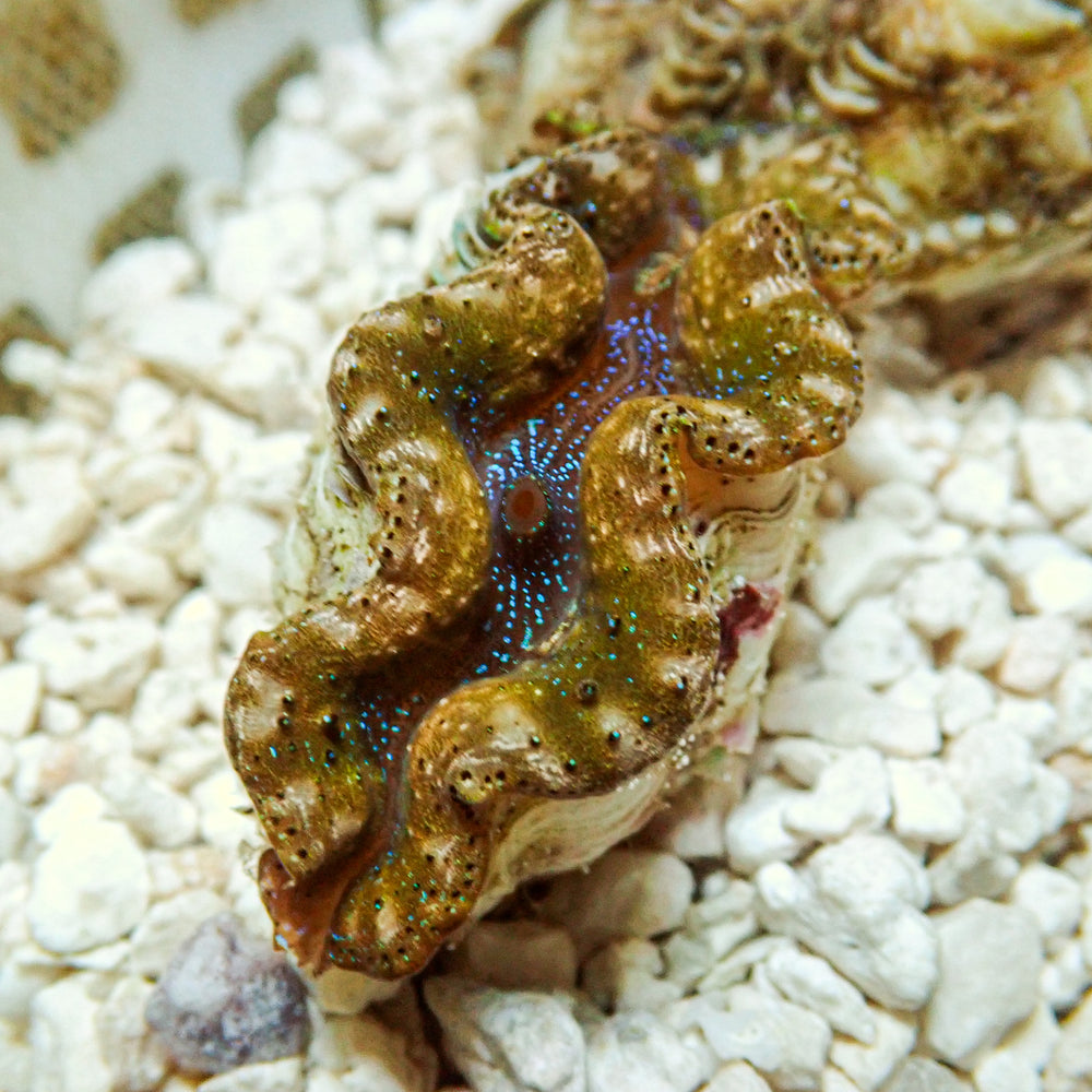 Multicolor Blue Tigress Tridacna Crocea Clam (Aquaculture) - Corals Anonymous