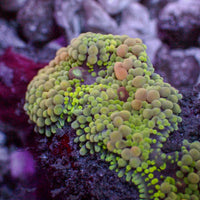 WYSIWYG Green Pink Multicolor Ricordea Mushroom (4 Polyps)
