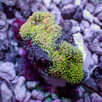 WYSIWYG Green Pink Multicolor Ricordea Mushroom (4 Polyps)
