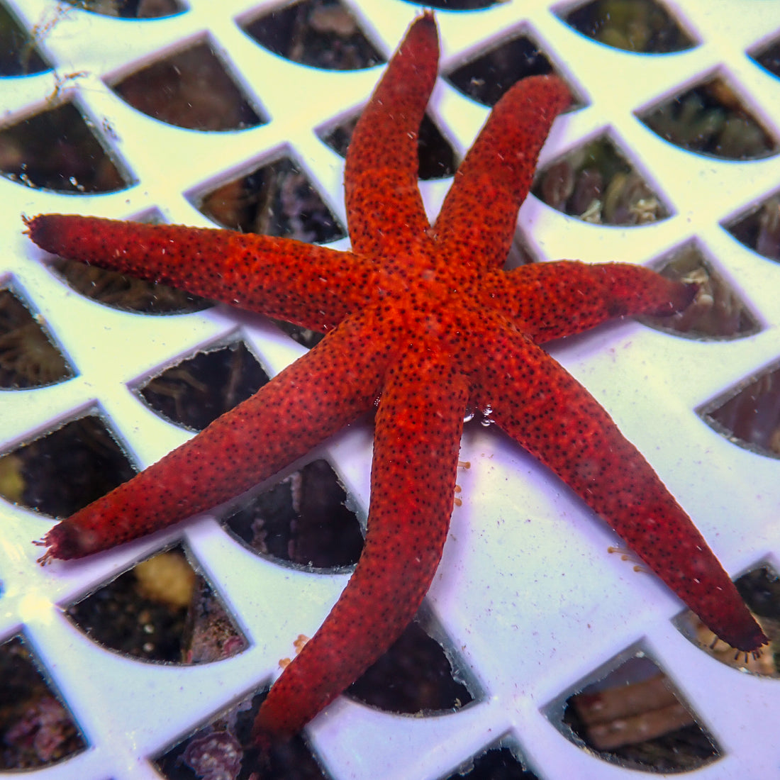 Luzon Red Starfish (2-3") - Corals Anonymous