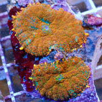 WYSIWYG Malibu Sunset Rhodactis Mushroom Combo (2 Polyps) - Corals Anonymous