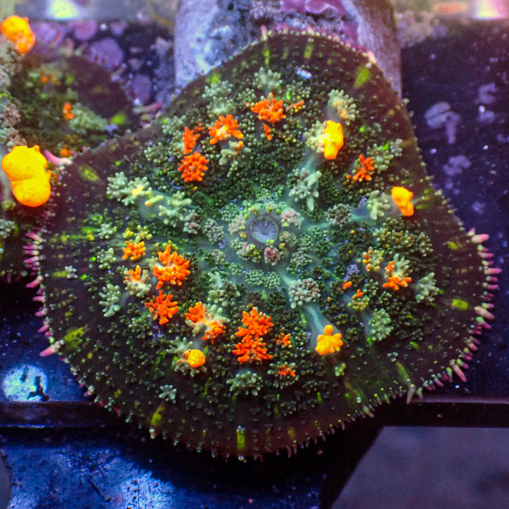 Jackpot Bounce Rhodactis Mushroom - Corals Anonymous