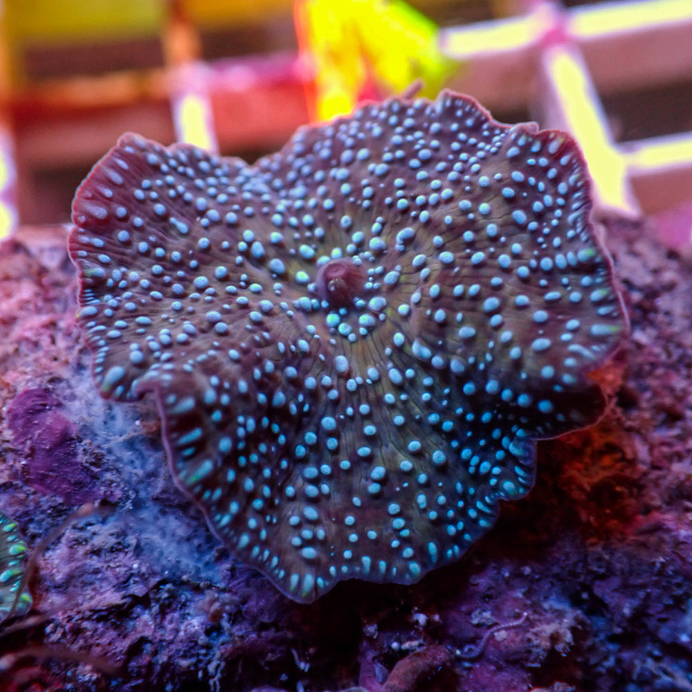 Teal Spotted Purple Discosoma Mushroom