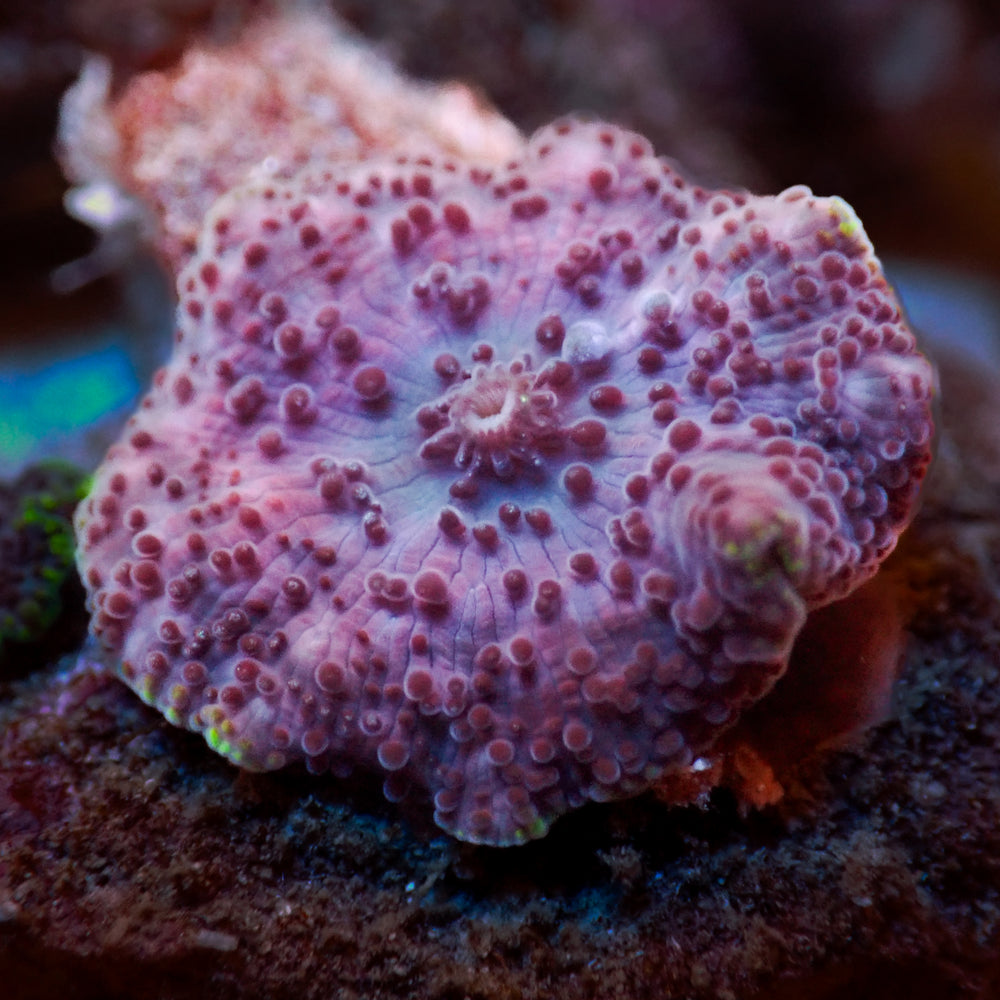 Bubbly Purple Discosoma Mushroom - Corals Anonymous