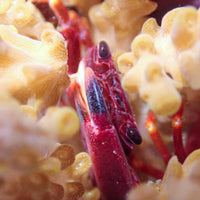Red Coral Crab - Corals Anonymous
