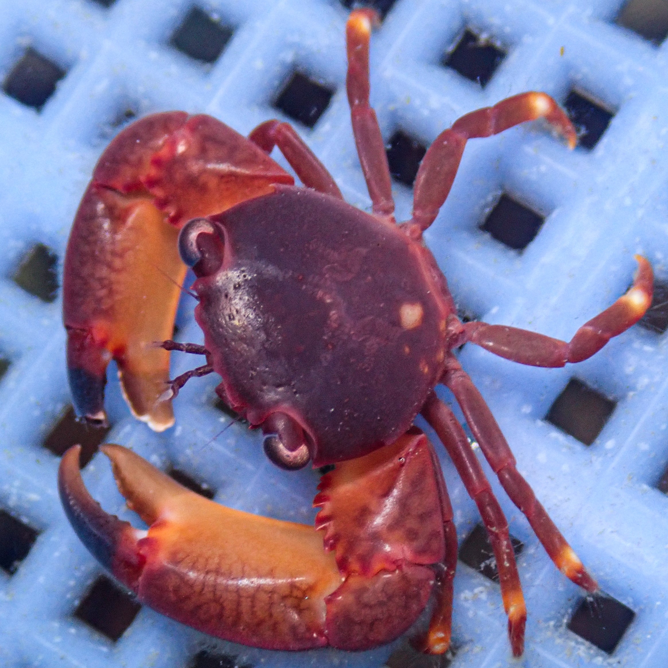 Red Coral Crab