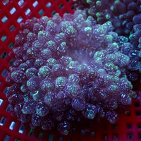 Blue Snow Globe Bubble Tip Anemone - Corals Anonymous