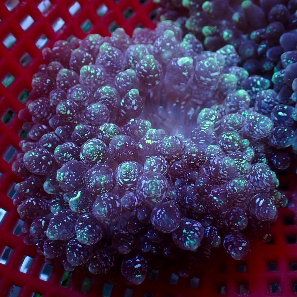 Blue Snow Globe Bubble Tip Anemone - Corals Anonymous