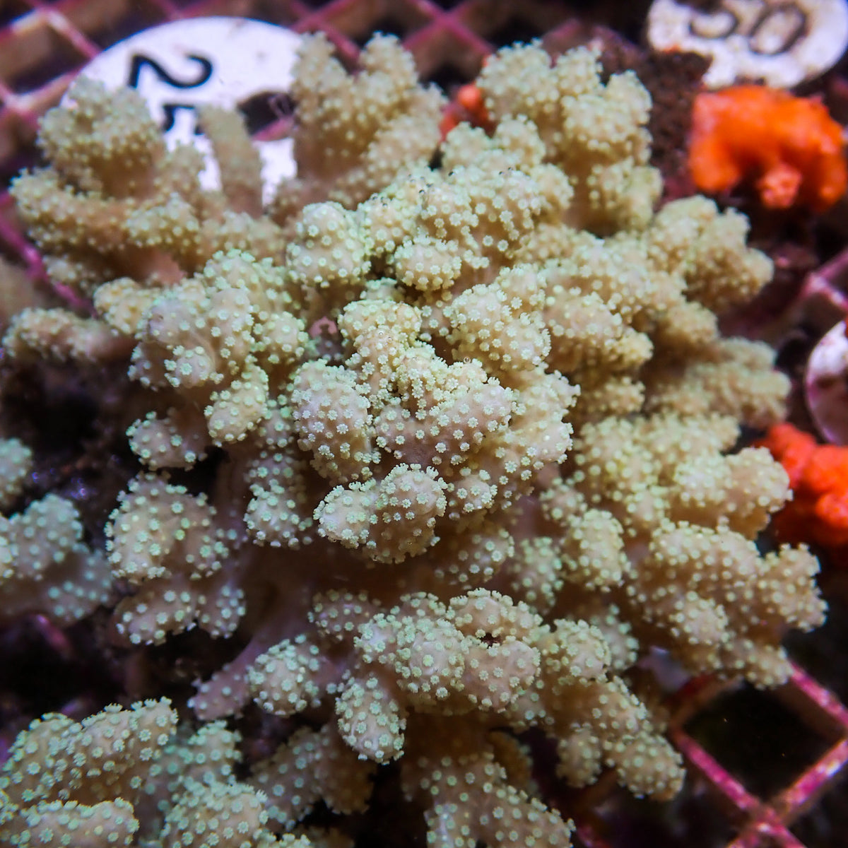 Mushroom Finger Leather Sinularia - Corals Anonymous