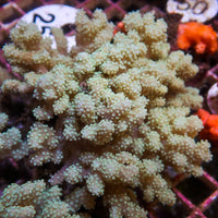 Mushroom Finger Leather Sinularia
