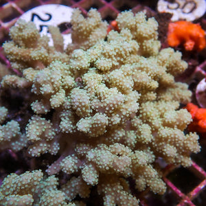 Mushroom Finger Leather Sinularia